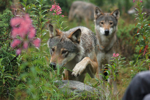 Porn wolveswolves:By Ane Holden Eliassen photos