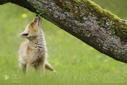 everythingfox:Curious Fox Kit //Roeselien Raimond