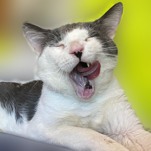 **LOST: CAT**