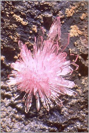 animalvegetablemineral: Bladed stellate spray of strengite crystals on matrix from Indian Mountain, 