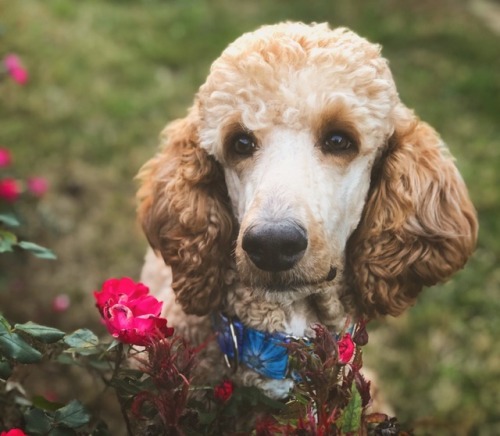 poodlemonium:Someone told me there’s a boy out there, with love in his eyes, and flowers in his hair