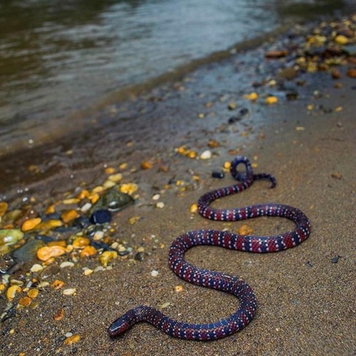 An awesome Ornate Coralsnake (Micrurus ornatissimus). Credit: Jaime Culebras