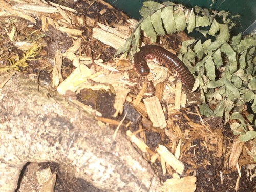My Only Adult Narceus Americanus