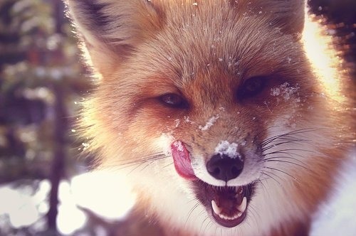 fuckyeahfoxfriends:  wild-ish:  Foxes are just fucken ridiculous  I love reblogging photosets like this. 