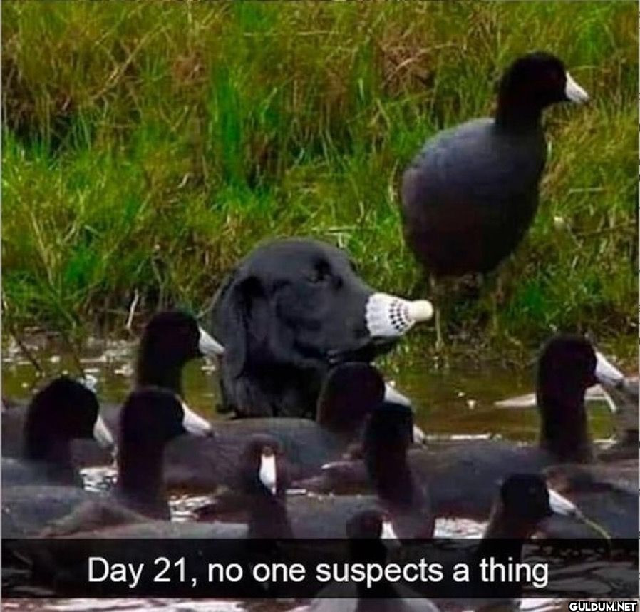 Day 21, no one suspects a...