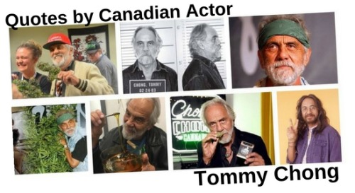 420pressnews:“I never did smoke that much pot; never was a big pothead”Tommy Chong&ldquo