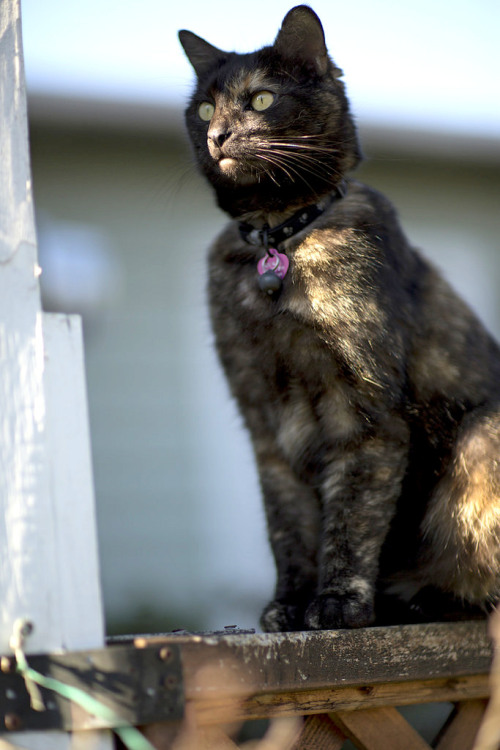 Tortie on Point (by eyepiphany)