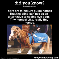 did-you-kno:  There are miniature guide horses
