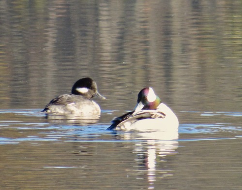 Saw a pair of buffleheads, a kind of sea duck, at the lake yesterday. The male has a large strangely