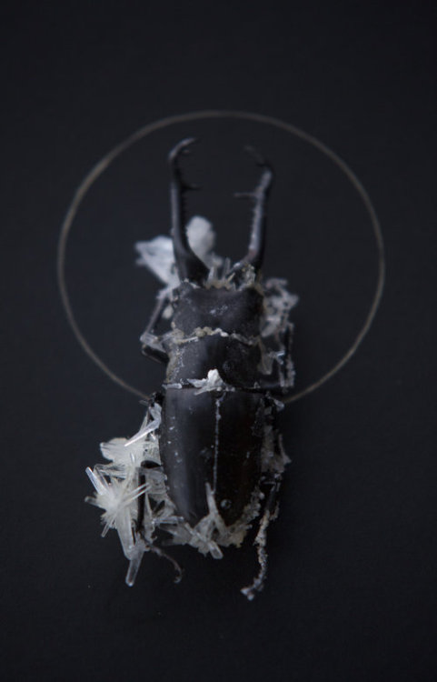 Insect Alchemy: Tyler ThrasherI stumbled onto a website full of fragile creatures dusted with crysta