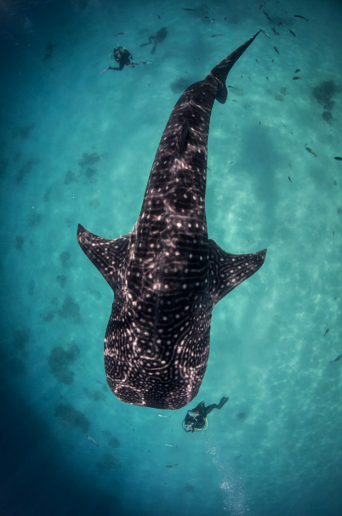  Scuba Diving with a Whale Shark by Darryl MacDonald 