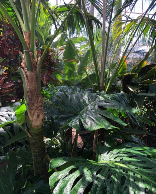 instarbuckswithdan:snekdan:the botanical garden is my happy place (pls excuse my double chin dhdgssg