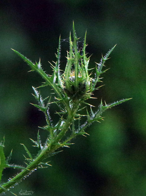 frolicingintheforest:Bull Thistle (Cirsium vulgare)