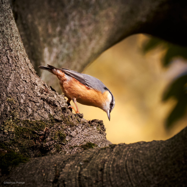 A sharp eye and a pointed beak are the way to success. Have a nice and safe weekend