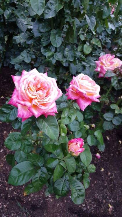 trans-witch-lexi:  I went to a rose garden and it was so beautiful!!!
