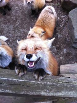 whatsnextdex:  Such a happy foxy