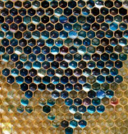  Bees from France got into some waste from