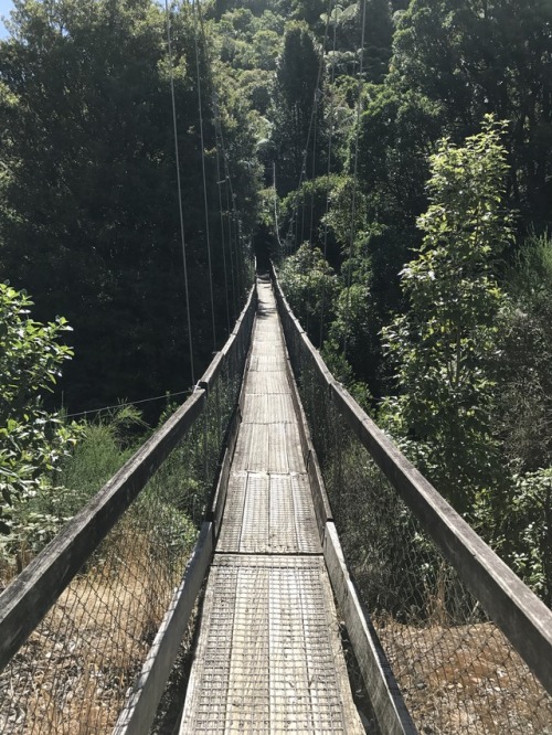 chesterlampkin: New Zealand has a lot of cool rope bridges. 