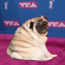 mypugboo:  VMA Boo #vmas #pinkcarpet #fancyboo