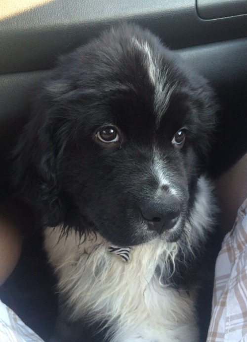 legalwifi:rorsharts: Some of my fav car shots of Theo THIS DOG IS ADORABLE