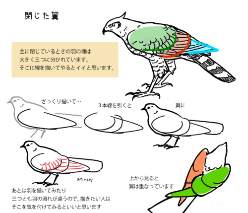 digiartlab: 鳥やタカを描いてみよう How to Draw Birds 