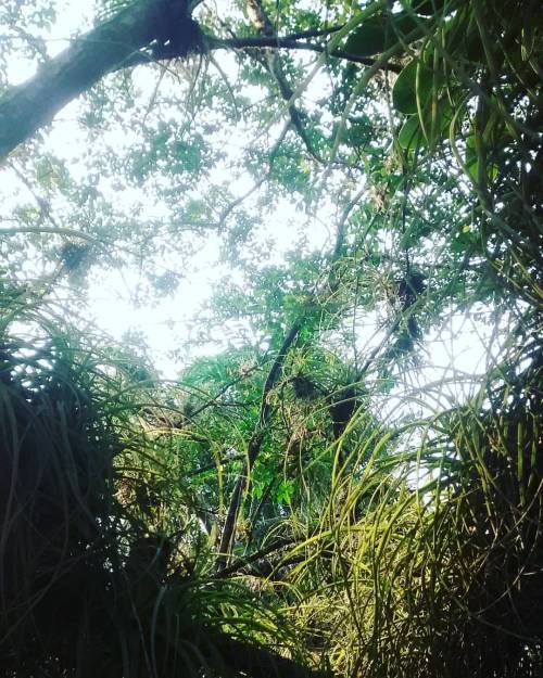 edwardfelipe:  Love to see this #minijungle #jungle close to my city #villavo #nature is #awesome a 