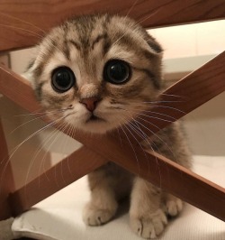 dawwwwfactory:  Help me! I’m stuck Click here for more adorable animal pics!