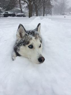 awwww-cute:  In her element