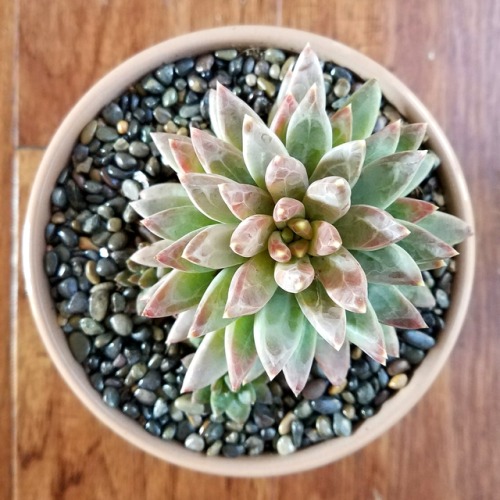 succygirl:plantsorbust:i got three new friends today. echeveria rundelli (left), echeveria ‘gr
