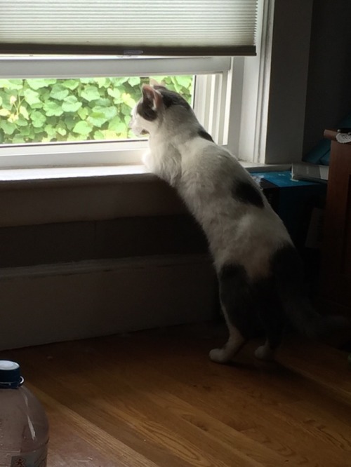 the-cosmic-visitor:Mood:cat contemplating life