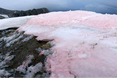 7h0u54nd: Watermelon Snow is the name for the pink algae blooms that grow in snowy places across the