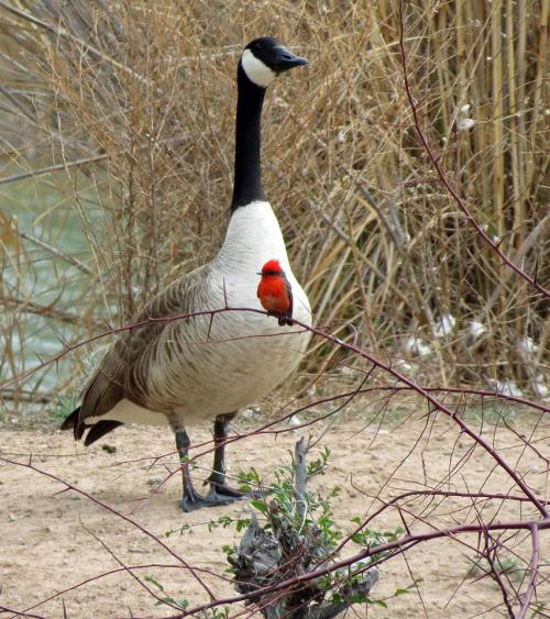 rosiesdreams:“A little heartthrob”  The Canadian Goose and Vermilion Flycatcher