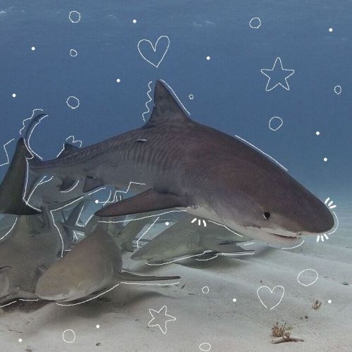 I SERIOUSLY Hate People That Capture Sharks And Took Their Fin And Left Them To Die By Either Bleeding