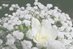 muccycloud:  Some pictures of flowers and hair from my Sister’s wedding, it was beautiful though weddings are still not really my thing. 