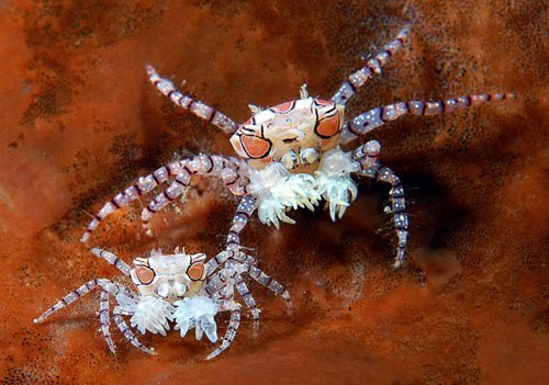 POM POM CRABSLybia tessellata©Marchione GiacomoThe Pom Pom crab is a cute and mysterious reef s