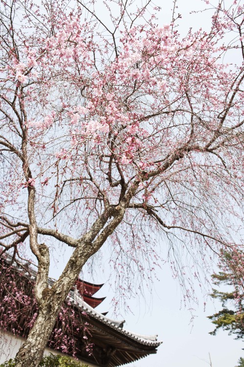 First Cherry Blossoms blooming in Miyajima, Japan 2013For more of my work, check out kaltosaar.blogs