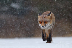 magicalnaturetour:  Fox in heavy weather by thrumyeye