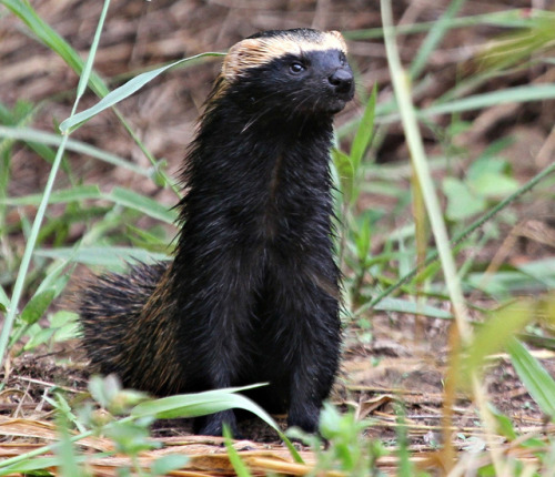 The Lesser Grison (Galictis Cuja) Is A Species Of Mustelid From South America. Lesser Grisons Have A
