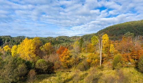 A Beautiful Autumn Day. Beautiful autumn colors in a forest in western Norway. 500px.com/pho