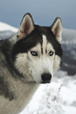 themanliness:    Husky by Borislav Stefanov