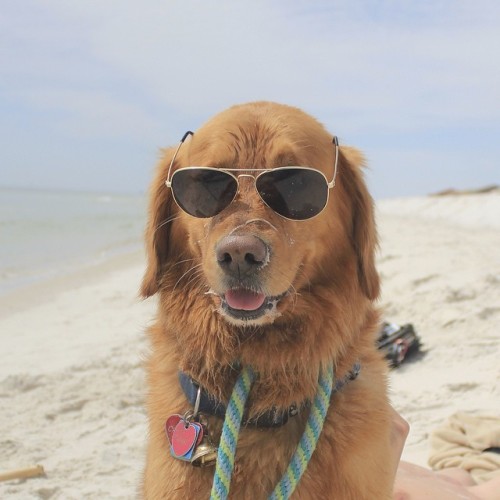 connuh:yo look at this cool dogrip chester :(