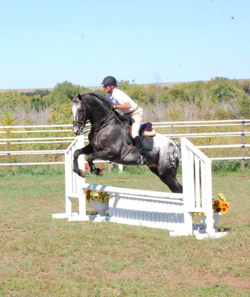 all-the-horses: BJC Asher SevenJAS Rockin Robin x American Dream GirlAppaloosa, Stallion16.3hhBorn 2