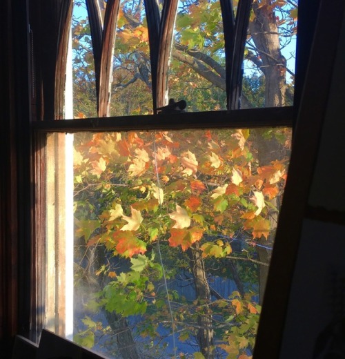 And just like that, its fall | view outside my studio window