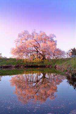 son-0f-zeus:   	Sakura Blossom by Mitsu-chan    	Via Flickr: 	Great scenery w/ cherry blossom in Kyushu. #1 福岡県久留米市･浅井の一本桜  