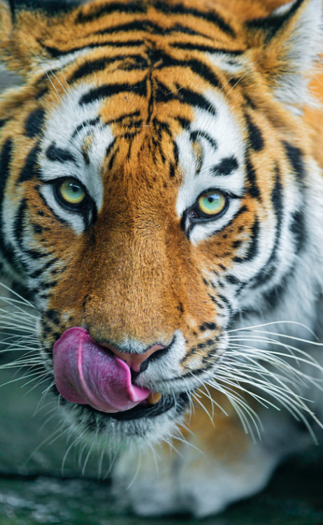 anythingfeline:  Elena looking at me while licking her nose (by Tambako The Jaguar)  Esos ojos verde