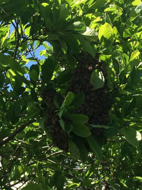 citadelbloodbeard: While we’re on the subject of honeybees, I was recently visited by a swarm! I ca