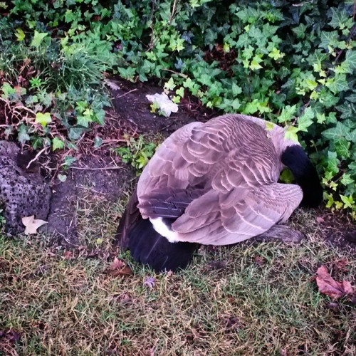 I thought it was a rock until I heard it SNORING! Tempted to hit it with a rock & cook it for dinner. #survivalofthefittest #Darwin #Darwinism #GoldenGatePark #sanfrancisco #California #nature #birds #Spring #goose #geese #snoring #canadiangoose #pond