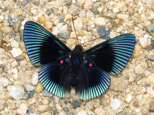 rhamphotheca:Apollo Metalmark Butterfly aka Pink-dotted Metalmark (Lyropteryx apollonia), El Caprich