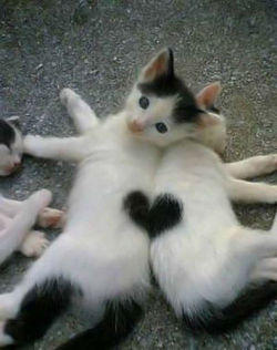 lil-mizz-jaye:  I googled “Cat Heart”