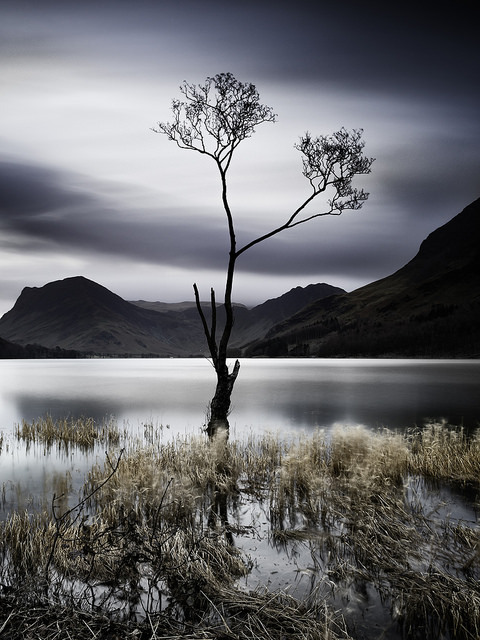 Lone Tree by mrhmclean on Flickr.